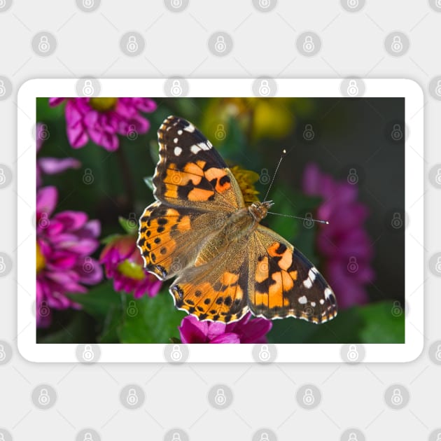 Painted Lady Butterfly (Vanessa cardui) Sticker by MartynUK